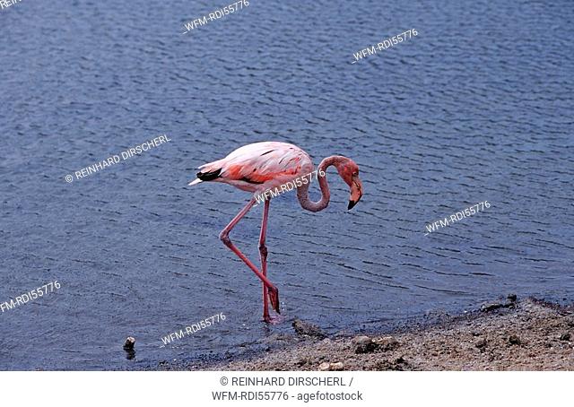 Caribbean flamingo, Phoenicopterus ruber ruber, Washington Slagbaai National Park, Salina Slagbaai, Netherlands Antilles, Bonaire