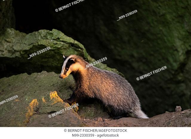 Badger (Meles meles), in front of Jurassic rocks, Bavaria, Germany