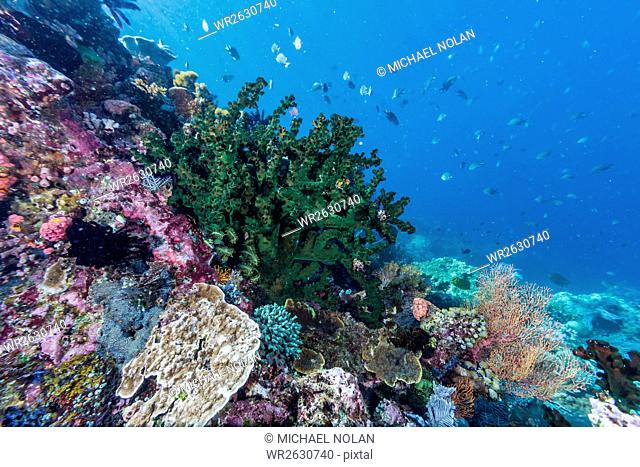 Profusion of hard and soft corals on Tengah Kecil Island, Komodo National Park, Flores Sea, Indonesia, Southeast Asia, Asia