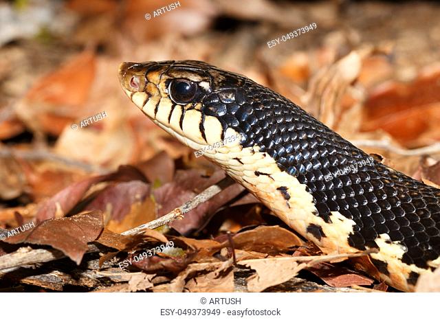 middle sized snake Malagasy Giant Hognose, Leioheterodon madagascariensis in Ankarafantsika National Park, Madagascar wildlife, Africa