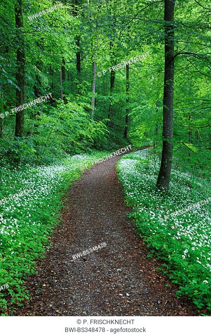 ramsons, buckrams, wild garlic, broad-leaved garlic, wood garlic, bear leek, bear's garlic (Allium ursinum), forest path through beech forest with flowering...