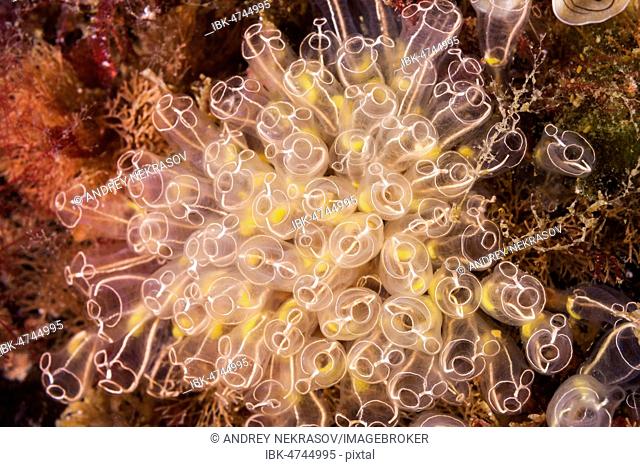 Colony of Lightbulb sea squirts (Clavelina lepadiformis), Norwegian Sea, Northern Atlantic, Norway