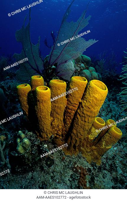 Yellow Tube Sponge Cayman Islands