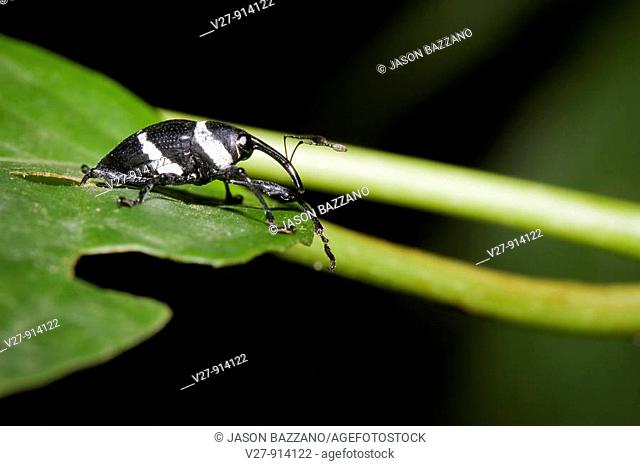 Weevil, order Coleoptera, family Curculionidae  Photographed in Costa Rica