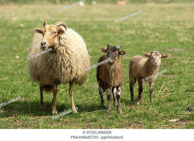 sheep Ovis domesticus - Mandeveld, It Mandefjild, Heide van Alllardsoog, Heide fan Allardseach, Bakkeveen, Bakkefean, Frisian Forrests, Frisia, The Netherlands