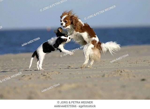 Cavalier King Charles Spaniel with puppy, 10 weeks old, Blenheim and tricolour