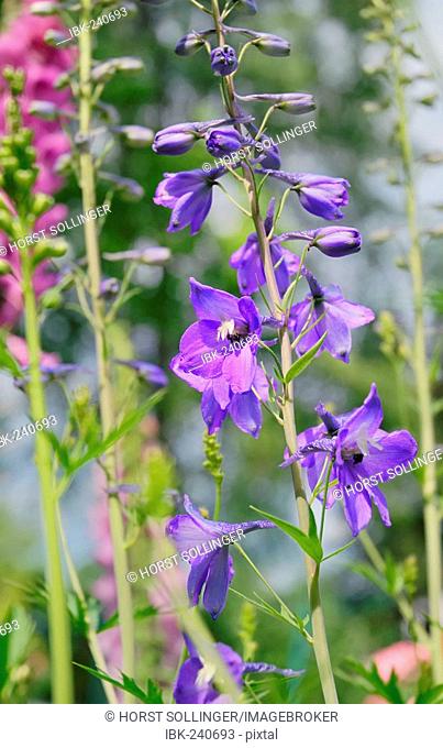Flowers of larkspur, delphinium elatum ssp.; Ranunculaceae displaying open and closed flowers on the risp in front of a foxglove