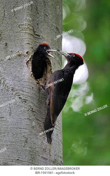 Black Woodpecker (Dryocopus martius) at nest hole in a beech with chicks (Fagus sylvatica), Biosphaerenreservat Schwaebische Alb or Swabian Mountains Biosphere...