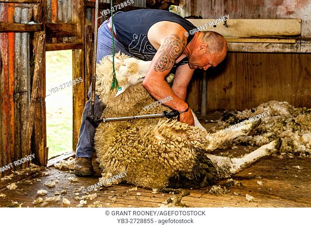 Sheep Crotching At A Sheep Farm, Pukekohe, New Zealand