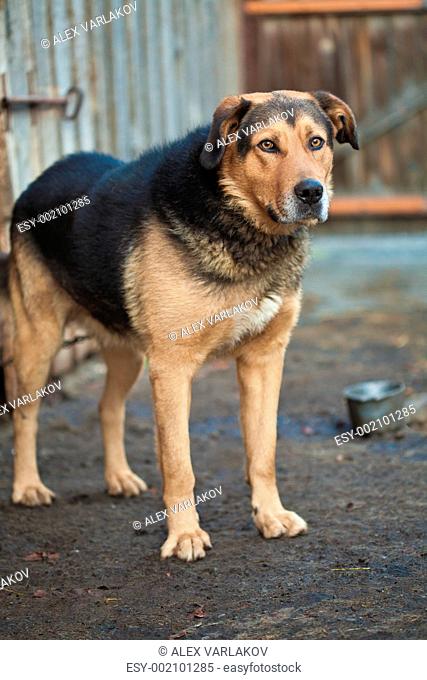 Large guard dog
