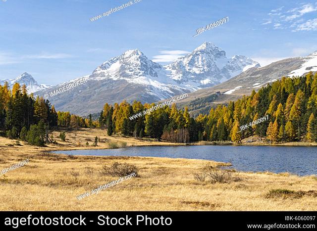 Autumnal larches with snow-covered mountain peaks on Lake Staz, Lej da Staz, St. Moritz, Engadin, Grisons, Switzerland, Europe