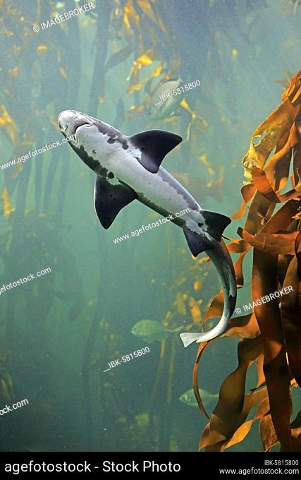 Spotted tidal creek Shark, Sharp-toothed Dogfish, (Triakis megalopterus), adult, swimming, in water, captive, Cape Town, South Africa, Africa