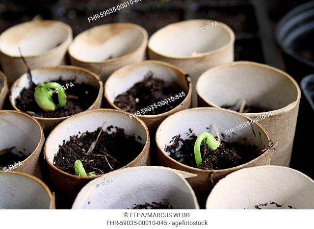 Dwarf French Bean (Phaseolus sp.) 'Ferrari', seedlings, growing in cardboard toilet roll tubes inside potting shed on garden vegetable plot, Mendlesham, Suffolk