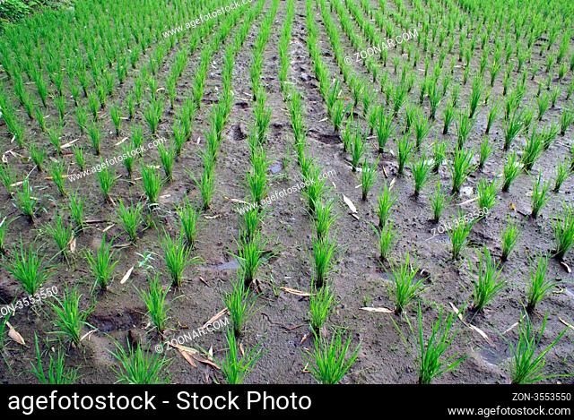Green field of rice in Sumatra, Indonesia