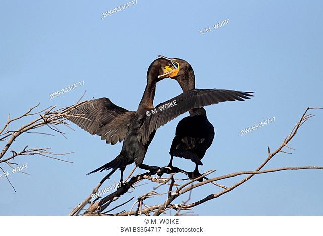 double-crested cormorant (Phalacrocorax auritus), adult birds feed each other, courtship display, USA, Florida
