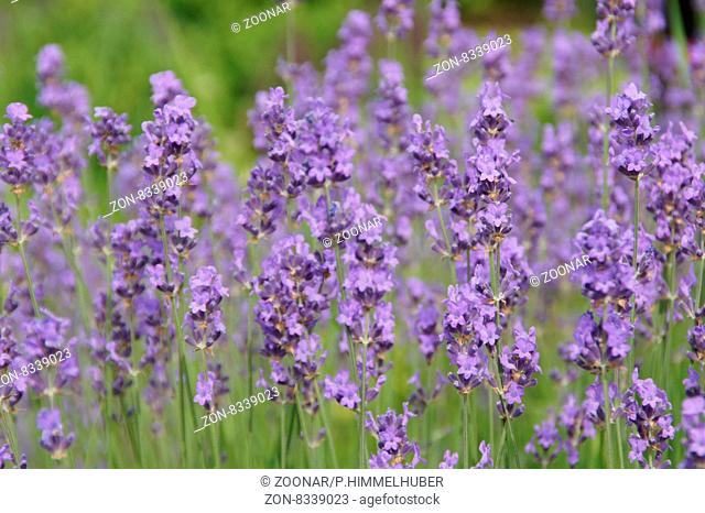 Lavandula officinalis, Lavendel, Lavender
