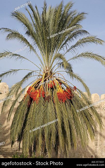 A date-palm in Sousse. Tunisia. Photo: André Maslennikov