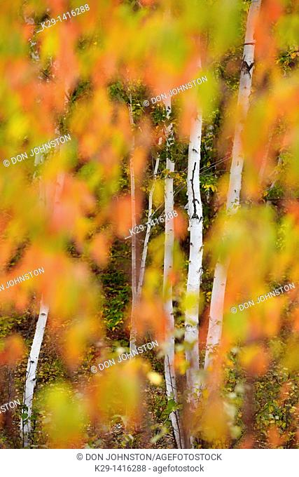 Pincherry Prunus pennsylvanica turning colour in autumn Greater Sudbury Ontario