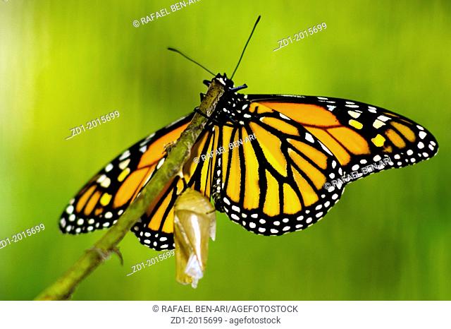Monarch Butterfly, Milkweed Mania, baby born in the nature