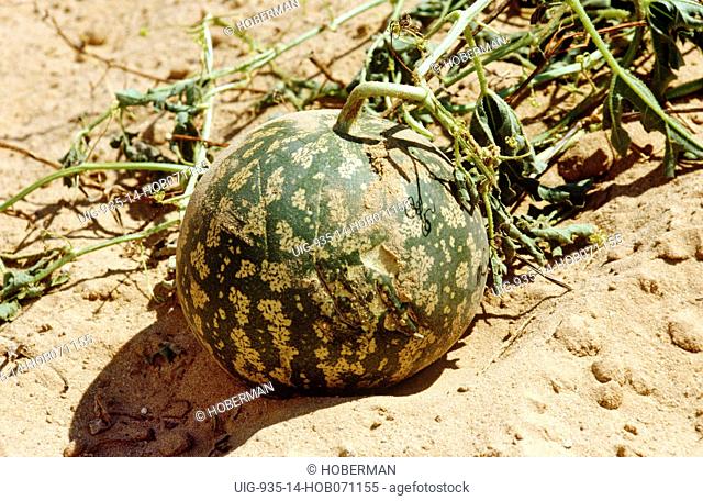 Kalahari Tsamma melon, Northern Cape