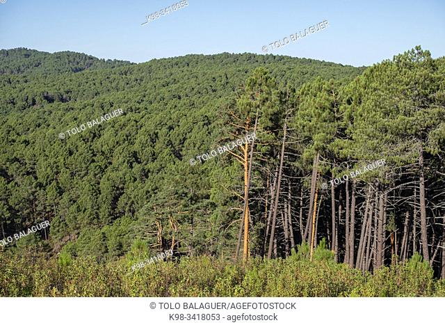 Scots pine forest, Pinus sylvestris, Navaleno, Soria, Autonomous Community of Castile-Leon, Spain, Europe