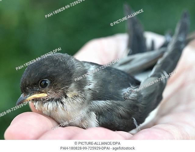 22 August 2018, Germany, Gerdshagen: A female employee is holding a young swallow that has fallen out of its nest in the Struck wildlife sanctuary