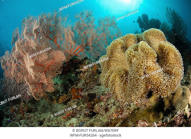 Coral Reef at Raja Ampat, West Papua, Indonesia
