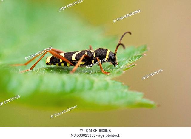 Wasp Beetle (Clytus arietis) on a leaf, the Netherlands, Overijssel, Vriezenveen, Engbertsdijksvenen