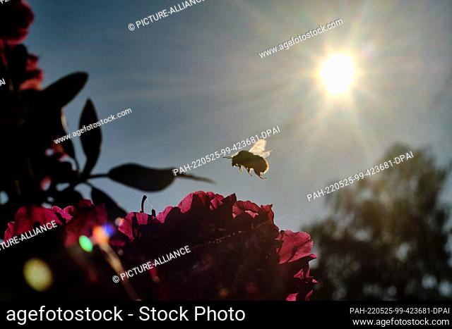 25 May 2022, Lower Saxony, Brunswick: A bumblebee searches for food on a rhododendron in the morning while the sun shines in the blue sky in the background