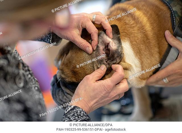 25 March 2019, Bavaria, München: An English bulldog is examined at the veterinarian at the injured ears. Photo: Peter Kneffel/dpa