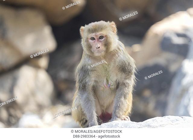 Asia, India, Rajasthan, Ranthambore National Park, Rhesus macaque or Rhesus monkey (Macaca mulatta mulatta)