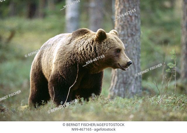 Brown bear (Ursus arctos). Spring. Standing in the pine forest of Carelia near the Russian border. Finland