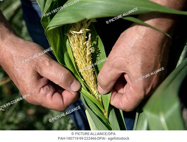 18 July 2018, Germany, Wildenhain: Farmer Matthias Boebel of the Agrarprodukte eG cattle raisers' group showing the inside of a dry corn plant