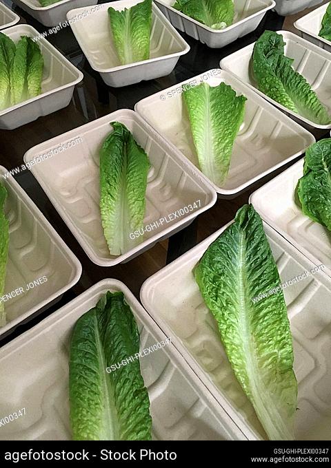 Lettuce Leaves in Paper Trays