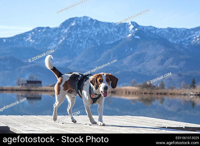 Beagle am Eichsee vor dem Herzogstand
