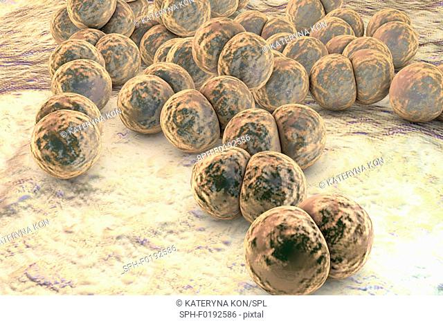 Gonorrhoeae bacteria, illustration