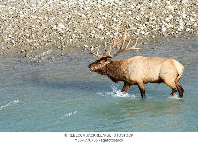 A bull elk walks from the glacial fed river in Jasper National Park