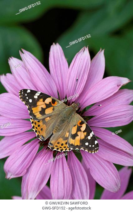 PAINTED LADY BUTTERFLY FEEDING ON A ECHINACEA FLOWER