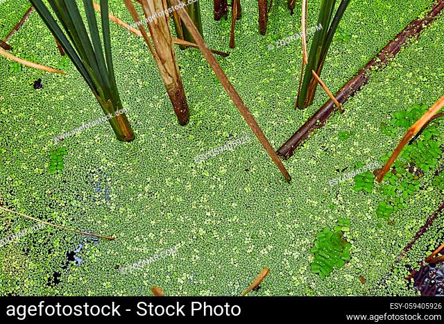 Swamp surface with green water plants