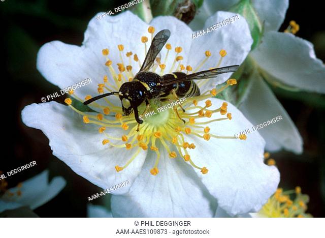 Potter wasp, Eumenes fraternus, on flower