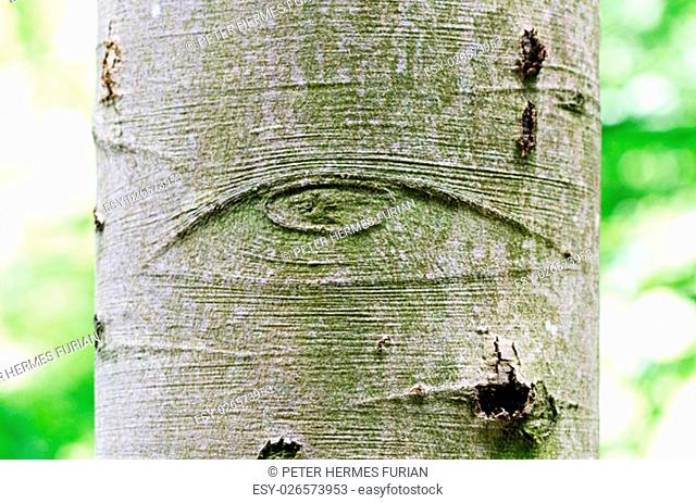 All-Seeing Eye of God on a tree bark, also called Eye of Providence. Symbol for the eye of God, watching over mankind or devine providence