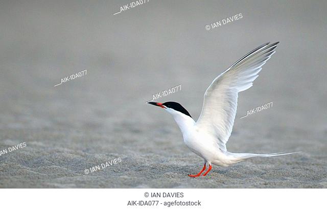 Adult Roseate Tern (Sterna dougallii) standing on a beach on the east coast of North America