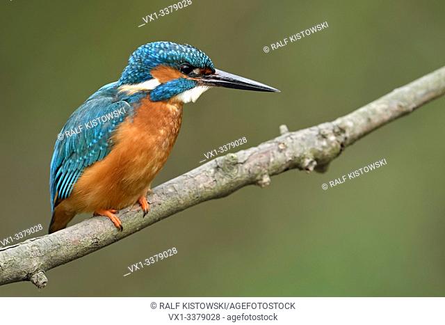 Eurasian Kingfisher / Eisvogel ( Alcedo atthis ), adult male in spring, perched on a branch for hunting, watching concentrated, wildlife, Europe