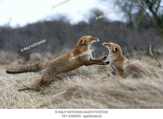 Red Foxes / Rotfuechse ( Vulpes vulpes ), two adults, in agressive fight, fighting, threatening with wide open jaws, attacking each other, wildlife, Europe