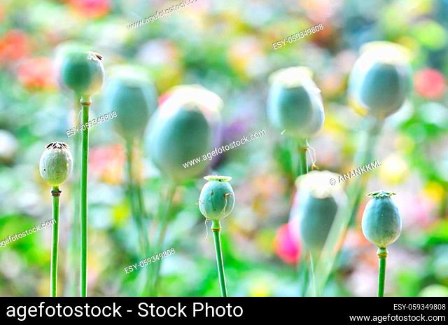 field of poppy seed capsules