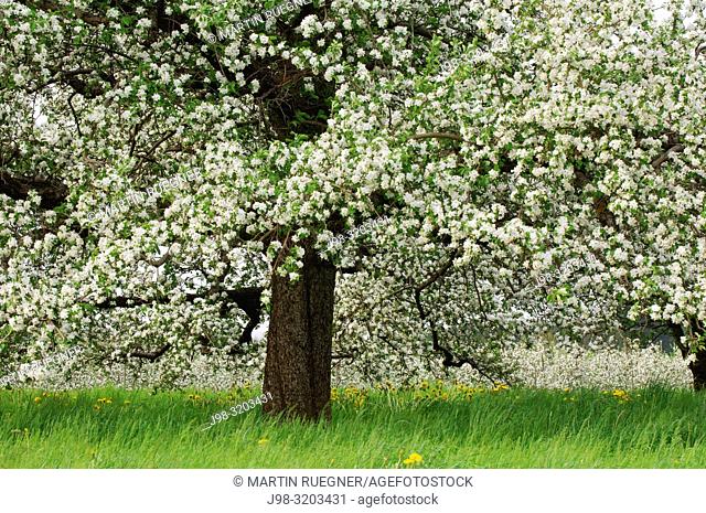 Apple tree in blossom close up, springtime. Baden-Württemberg, Lake Constance Region, Germany