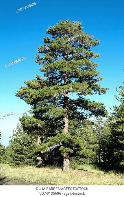 Calabrian pine (Pinus nigra calabrica) is a coniferous tree native to Calabria, Sicily and Corsica. This photo was taken in Mount Etna, Sicily, Italy