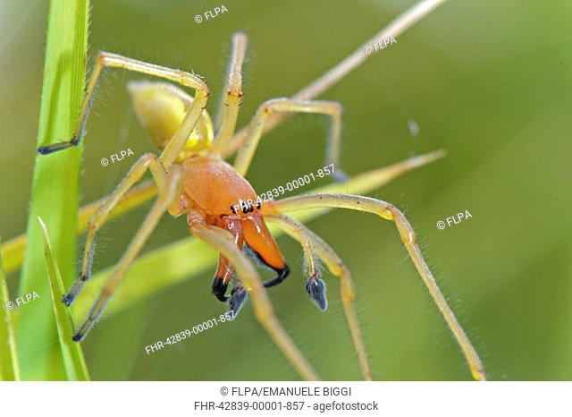 Yellow Sac Spider Cheiracanthium punctorium adult male, defending nest, Italy