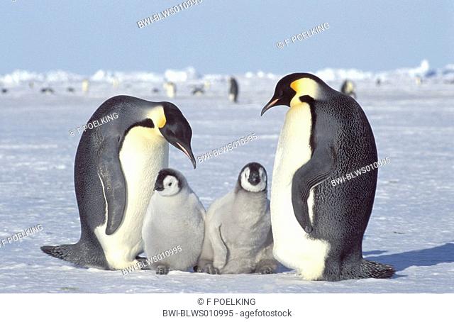 emperor penguin Aptenodytes forsteri, two chicks with adults, Antarctica, Dawson-Lambton Glacier