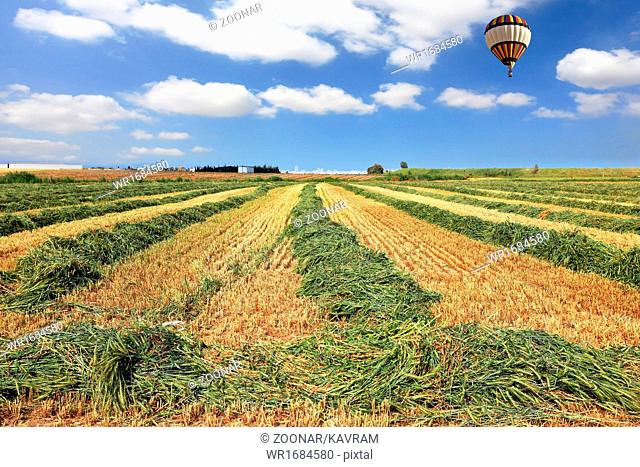 Bright balloon over a field of wheat